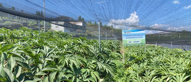 助云贵川陕4省1000余名群众增收 陕西粮农集团开出靠魔芋“惠农”好清单